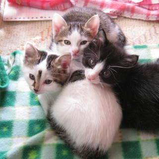 　仔猫里親様募集