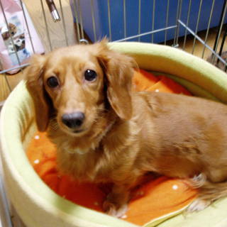 ☆可愛いダックス　女の子☆