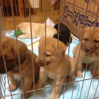 茶が２匹・白が１匹、３ヶ月になる仔犬　