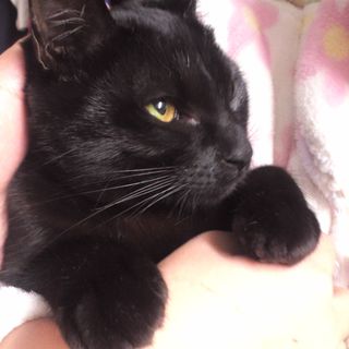 健康で賢い男の子です。