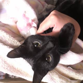 甘えん坊の女の子です