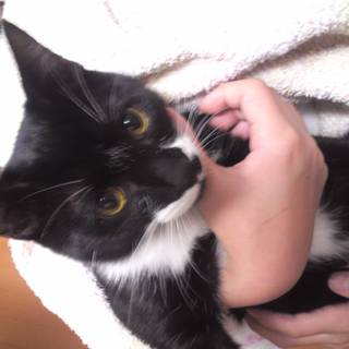 クツシタ君です。