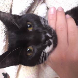 ハートちゃん。