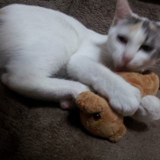 生後5ヶ月雌猫★山口県★島根県★