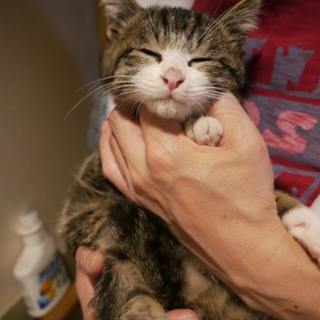 雉白2ヶ月・手足白・アイライン（東京）