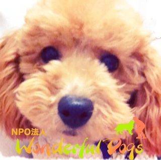 トイプードル・推定5ヶ月・♂「パウエル」