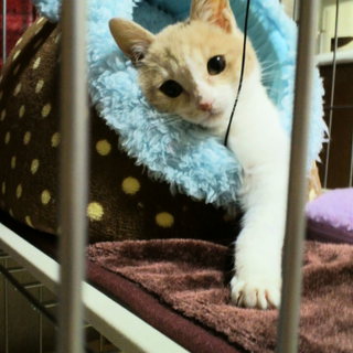 甘えん坊なコテツ君です♪