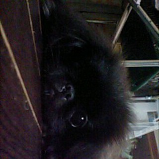 賢いペキニーズ