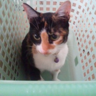 ちあき（三毛猫/１才７か月）の里親さん募集！