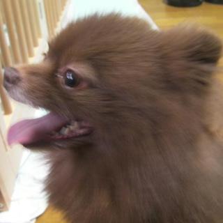 ポメラニアン♂チョコレート