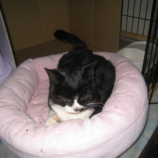 愛情を持って迎えていただける方募集です！