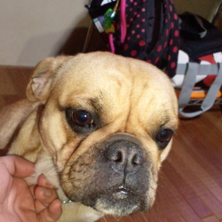 急募ブルドッグ&amp;パグMIX24h受付とてもお利口です。