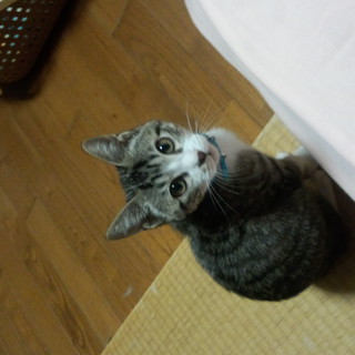 子猫の里親募集【つゆくん】