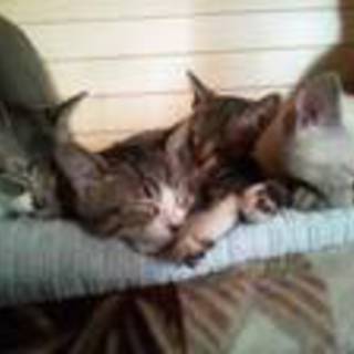 子猫欲しい方！