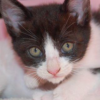 可愛い子猫の里親募集　3