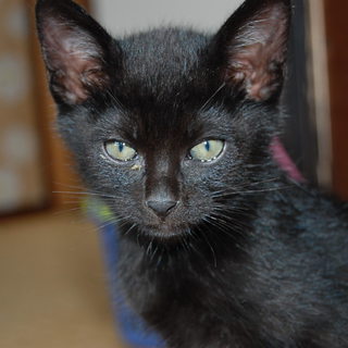 可愛い子猫の里親募集　4