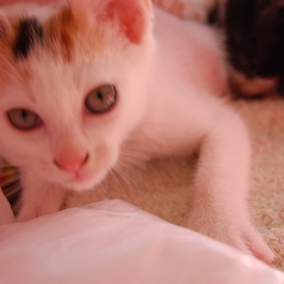 可愛い子猫の里親募集　5