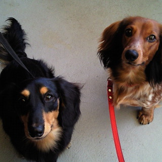 Ｍダックス二匹の里親の募集です