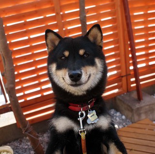 里親決まりました！！ありがとうございました！！