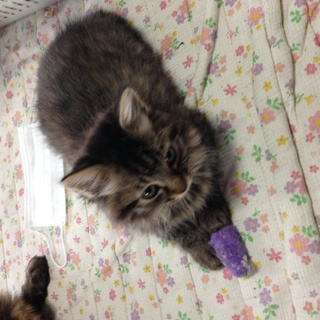 多数のお申し出ありがとうございました。