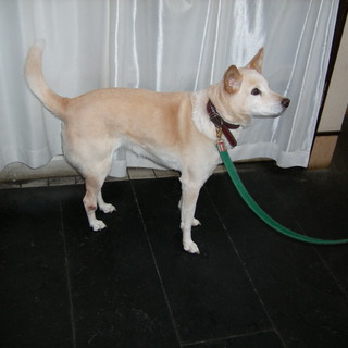 雑種犬　13歳　メス　飼ってやって下さい