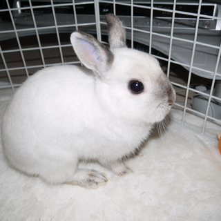 至急！ネザーランドドワーフ里親募集！