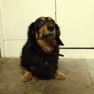 [京都]至急！ミニチュアダックスの里親さんを探しています