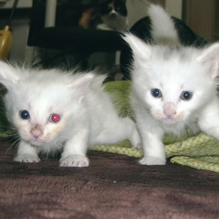 子猫里親募集　かわいいおとこのこです。（里親決定しました！ありがとうございました）