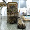 飼い主が5度も変わった、たらい回しの猫 サムネイル6
