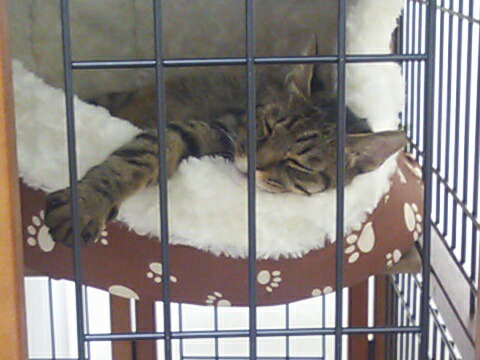 飼い主が5度も変わった、たらい回しの猫 サムネイル7