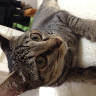 京都市 生後約八ヶ月の捨て猫