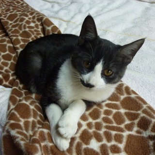 可愛いチョビひげ猫ちゃんです。里親さん探しています。