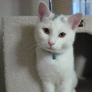 仲良し白猫兄妹