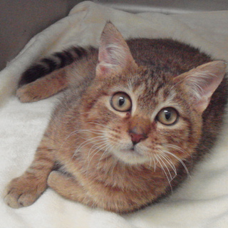 元気なチャッキー