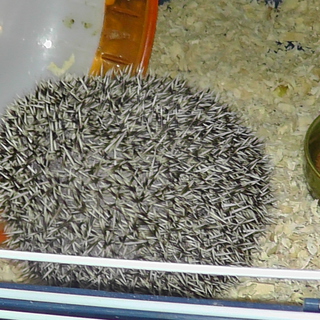 ハリネズミ里親募集