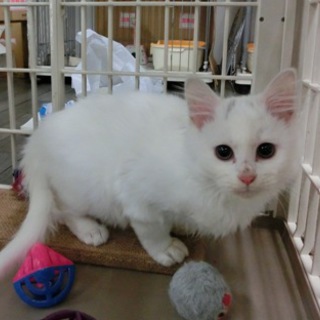 「ダル君（仮名）」オス