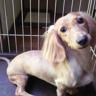 ミニチュアダックスッフンド(２歳半)