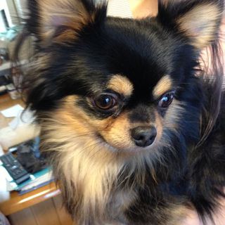 チワワちゃん（２才♂）