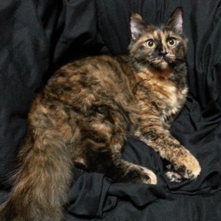 ピカソ☆里親さま募集