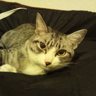 大阪市、約10ヶ月、避妊済の女の子です