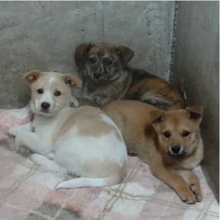 小犬