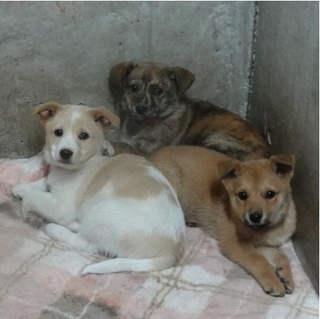 ころころ小犬の家族募集中。