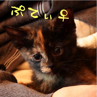 小ちゃな宝物姉妹、家族募集中。