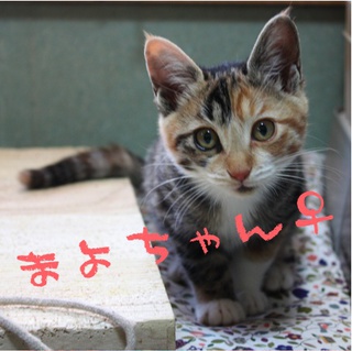 まんまる縞三毛まよちゃん家族募集中！