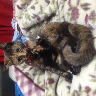 可愛がってくれる方募集