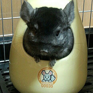 チンチラの里親、相談中