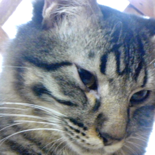 里親様を募集いたします！