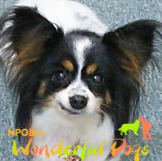 「ラブ」　パピヨン８歳♀