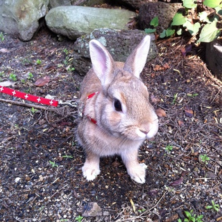 里親になって下さる方募集！
