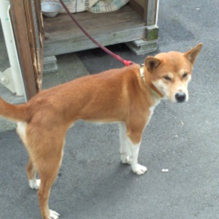 緊急！保護犬の里親募集